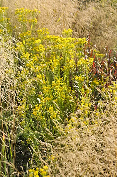 488047 - Goldilocks (Aster linosyris)