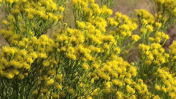 500058 - Goldilocks (Aster linosyris)