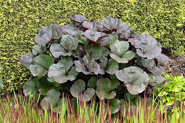 664226 - Goldkolben (Ligularia dentata 'Britt-Marie Crawford')