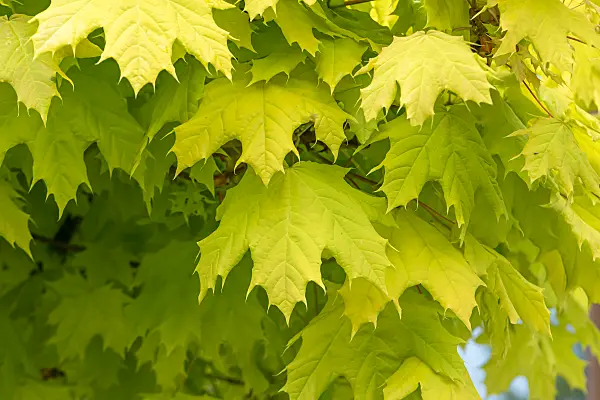664012 - Goldkugelahorn (Acer platanoides 'Golden Globe')