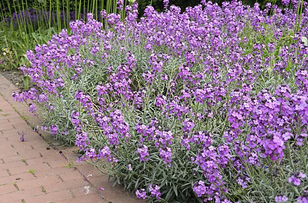 545011 - Goldlack (Erysimum cheiri 'Bowles Mauve')