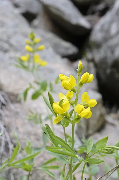 508365 - Goldlupine (Thermopsis montana)