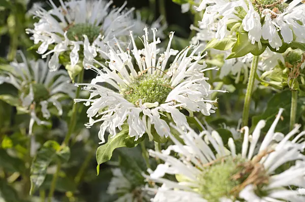 486217 - Goldmelisse (Monarda didyma 'Schneewittchen')