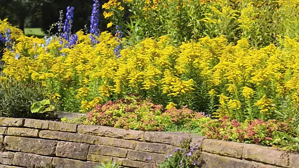 500042 - Goldrute (Solidago)