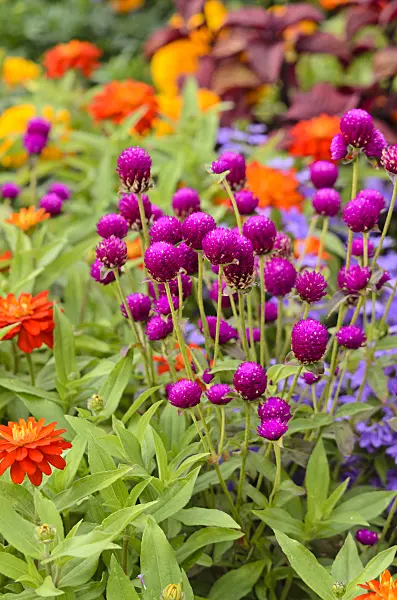 547036 - Gomphréna globuleuse (Gomphrena globosa 'Purple') et zinnia (Zinnia marylandica 'Double Zahara Fire')