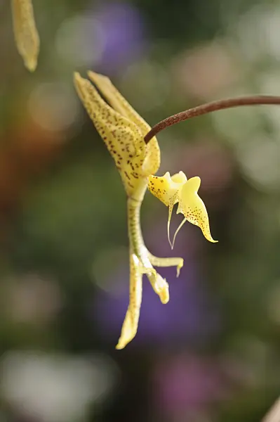 474493 - Gongora aromatica