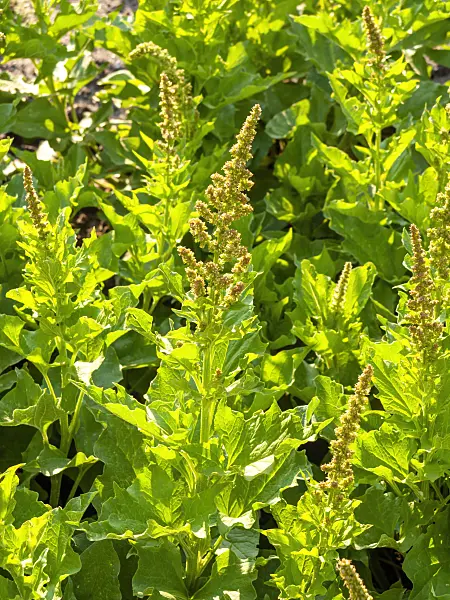 425043 - Good King Henry (Blitum bonus-henricus syn. Chenopodium bonus-henricus)