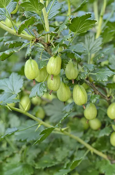 497050 - Gooseberry (Ribes uva-crispa)