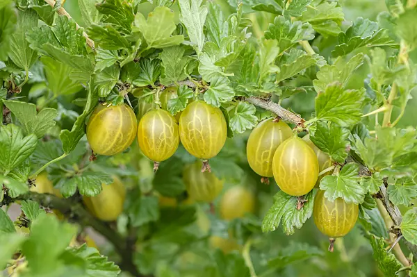 593189 - Gooseberry (Ribes uva-crispa 'Gelbe Triumph')