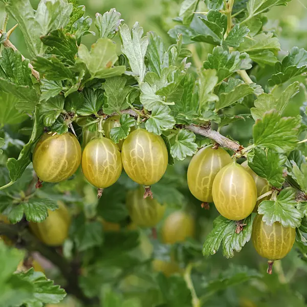 454083 - Gooseberry (Ribes uva-crispa 'Gelbe Triumphbeere')