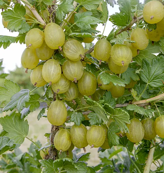 547274 - Gooseberry (Ribes uva-crispa 'Invicta')