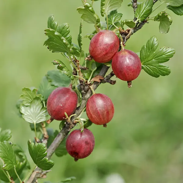 454085 - Gooseberry (Ribes uva-crispa 'Pax')