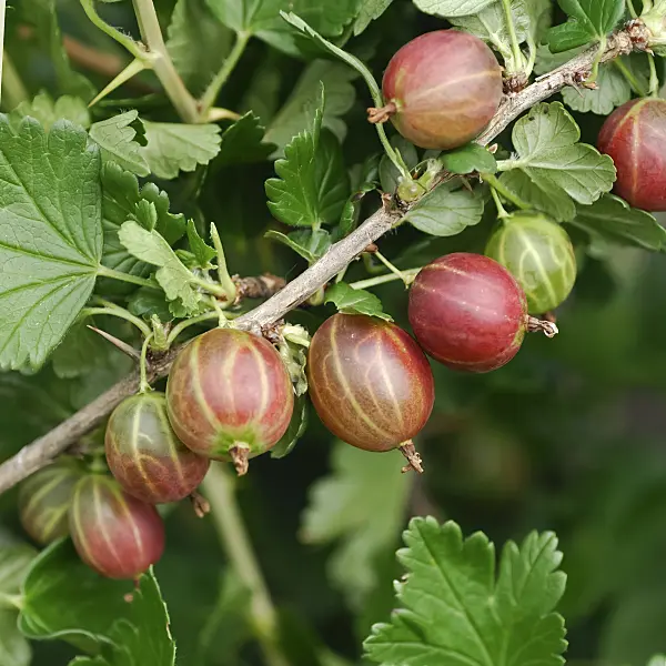 454086 - Gooseberry (Ribes uva-crispa 'Redeva')