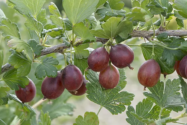 558237 - Gooseberry (Ribes uva-crispa 'Redeva')