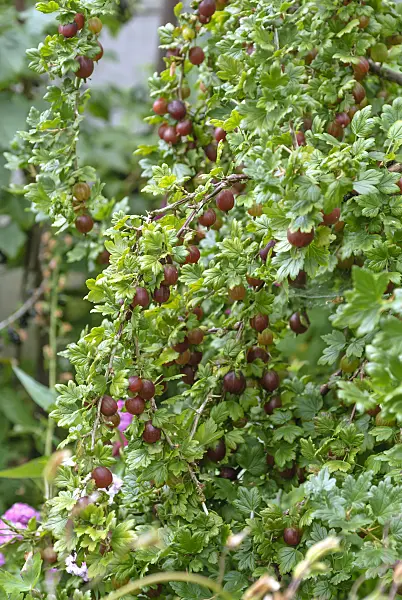 517377 - Gooseberry (Ribes uva-crispa 'Remarka')