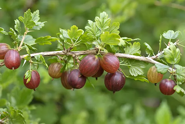 517378 - Gooseberry (Ribes uva-crispa 'Remarka')