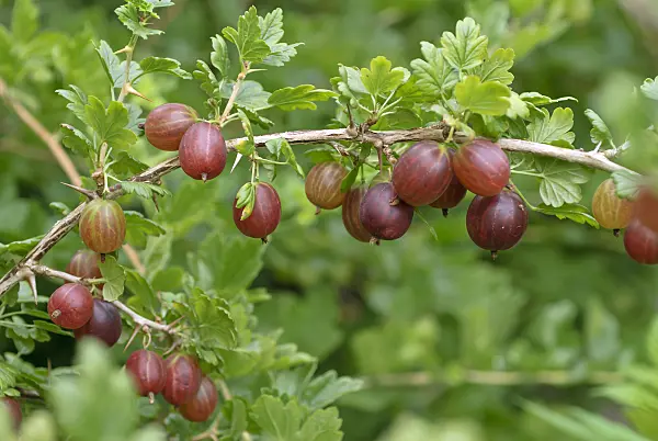 517379 - Gooseberry (Ribes uva-crispa 'Remarka')