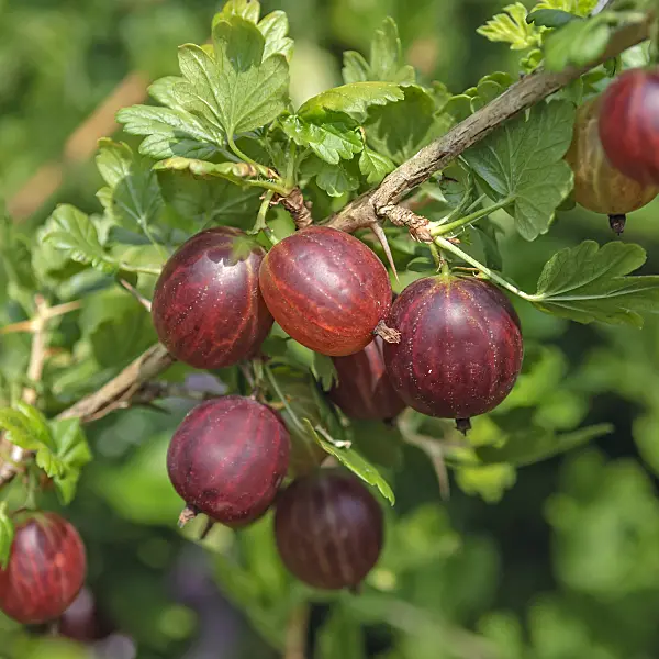 547275 - Gooseberry (Ribes uva-crispa 'Remarka')