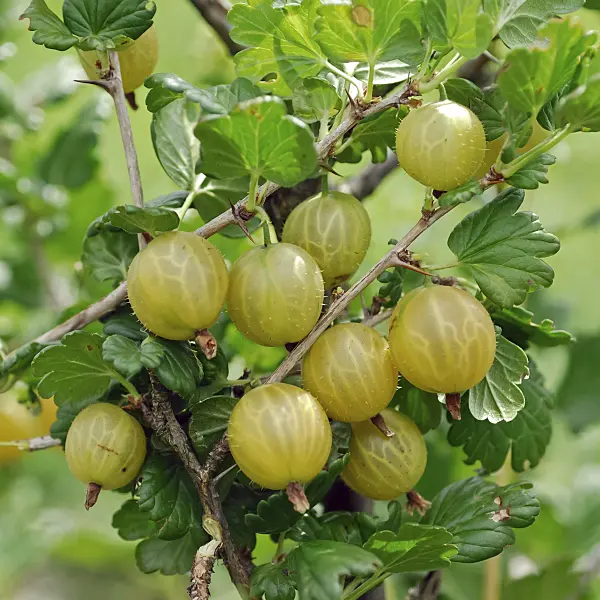 454087 - Gooseberry (Ribes uva-crispa 'Rixanta')