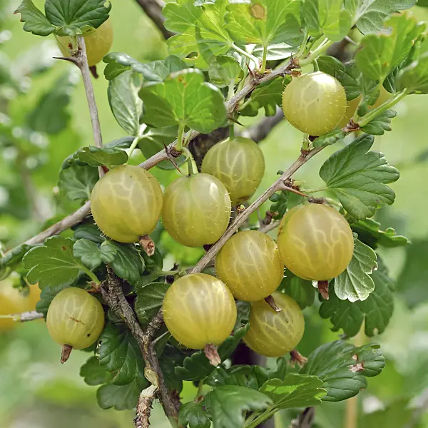 471457 - Gooseberry (Ribes uva-crispa 'Rixanta')