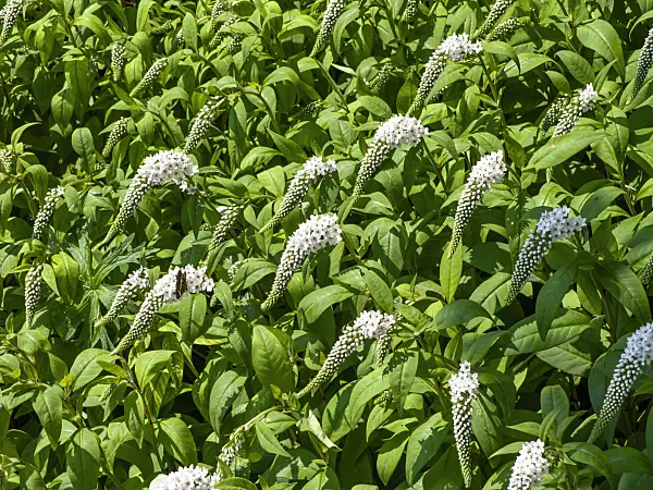 439263 - Gooseneck loosestrife (Lysimachia clethroides)