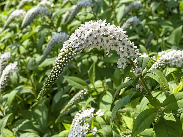 439264 - Gooseneck loosestrife (Lysimachia clethroides)