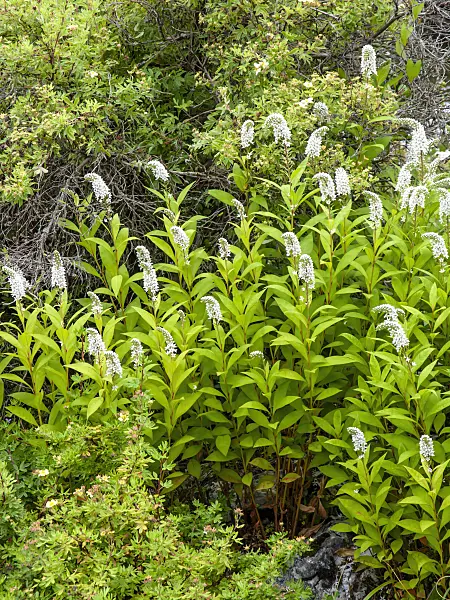 450020 - Gooseneck loosestrife (Lysimachia clethroides)