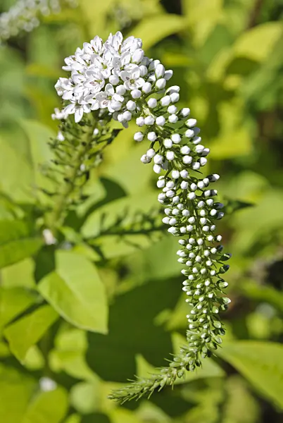 475047 - Gooseneck loosestrife (Lysimachia clethroides)