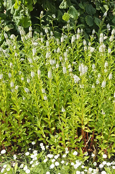 486121 - Gooseneck loosestrife (Lysimachia clethroides)