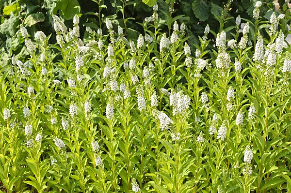 486122 - Gooseneck loosestrife (Lysimachia clethroides)