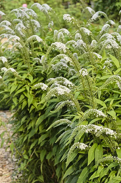 534525 - Gooseneck loosestrife (Lysimachia clethroides)