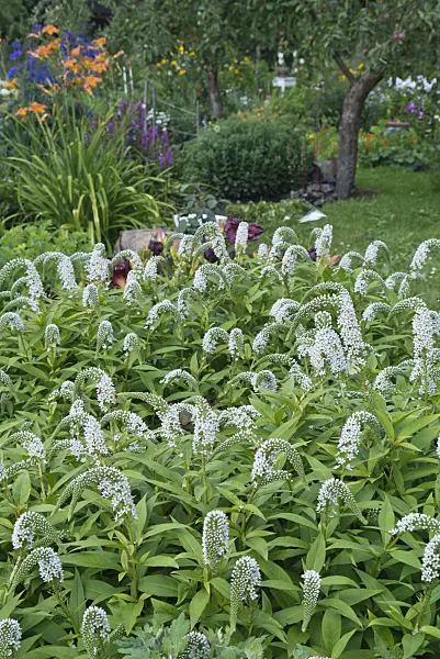 534526 - Gooseneck loosestrife (Lysimachia clethroides)