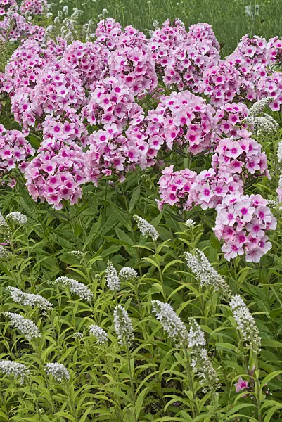 608107 - Gooseneck loosestrife (Lysimachia clethroides) and garden phlox (Phlox paniculata)
