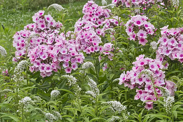 608108 - Gooseneck loosestrife (Lysimachia clethroides) and garden phlox (Phlox paniculata)