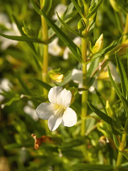 427177 - Gottesgnadenkraut (Gratiola officinalis)