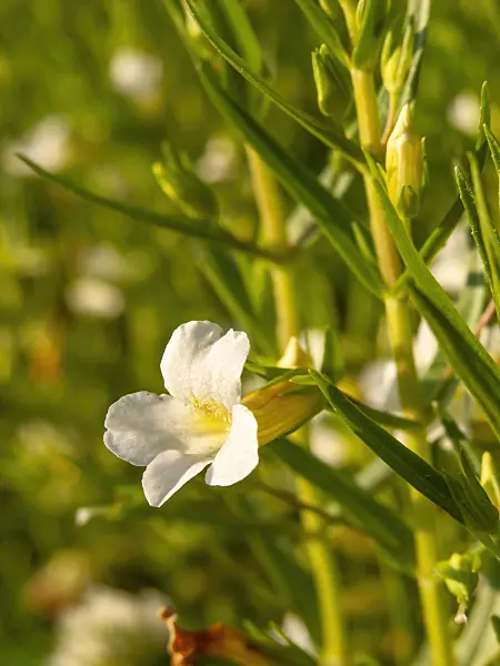 427178 - Gottesgnadenkraut (Gratiola officinalis)