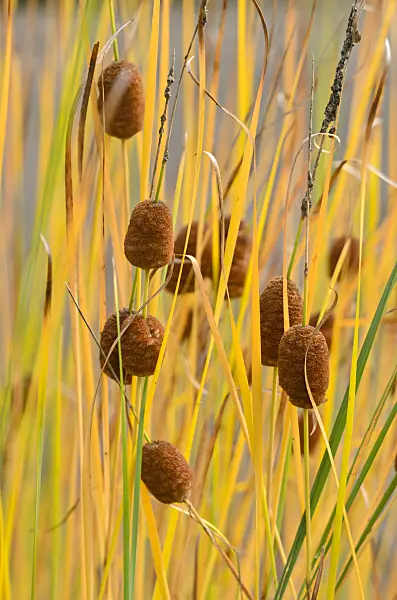 549062 - Graceful cattail (Typha laxmannii)