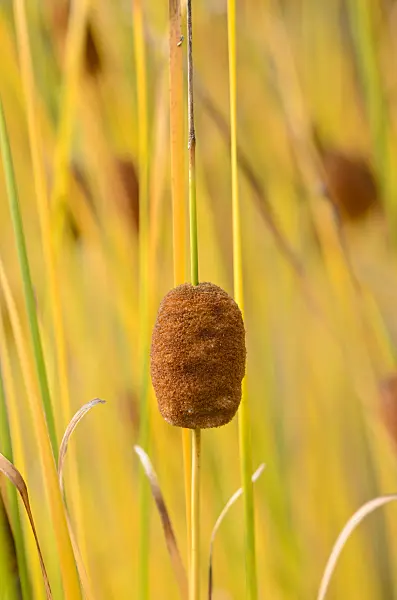 549063 - Graceful cattail (Typha laxmannii)