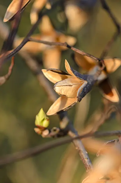 530018 - Graine aux cinq saveurs (Schisandra chinensis)