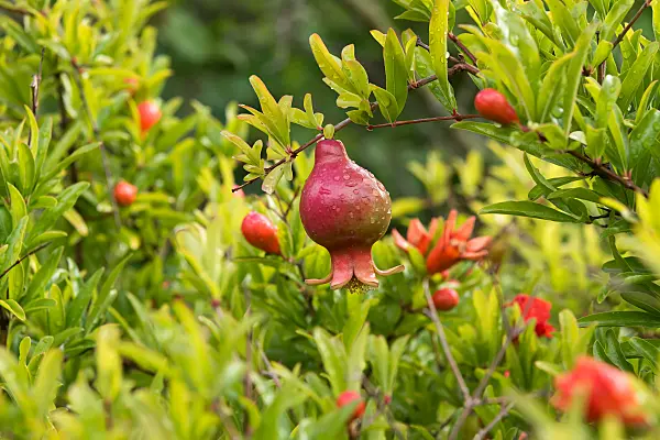 664352 - Granatapfelbaum (Punica granatum 'Nana')