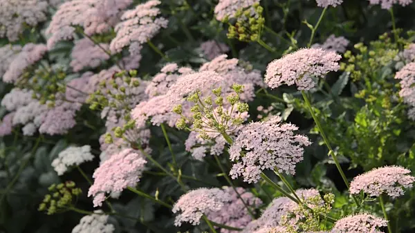 496242 - Grand boucage (Pimpinella major)