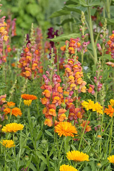 474229 - Grand muflier (Antirrhinum majus) et souci officinal (Calendula officinalis)