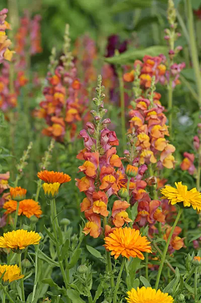 474230 - Grand muflier (Antirrhinum majus) et souci officinal (Calendula officinalis)