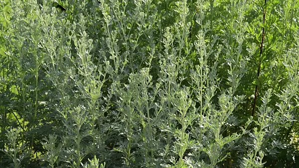 497247 - Grand wormwood (Artemisia absinthium)