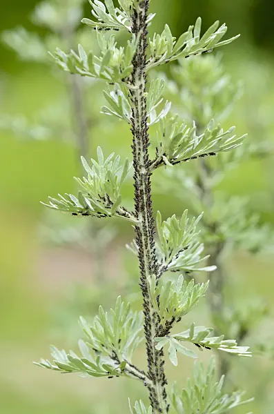 521241 - Grand wormwood (Artemisia absinthium) with black aphids