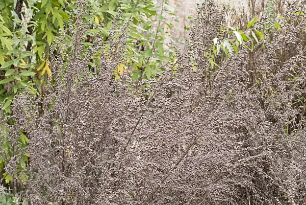 576004 - Grande absinthe (Artemisia absinthium)