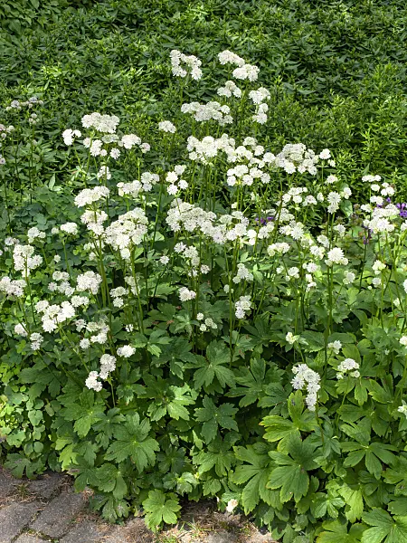 462073 - Grande astrance (Astrantia major)
