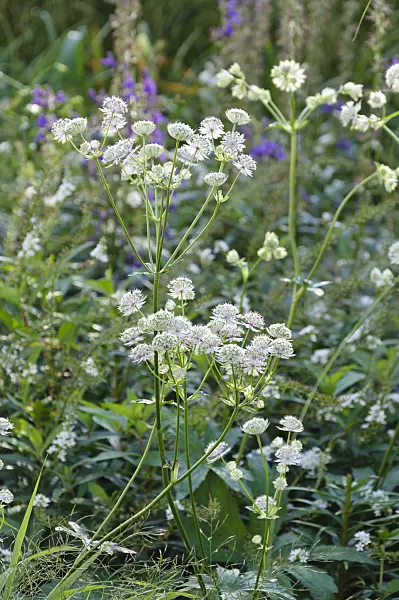 488129 - Grande astrance (Astrantia major)