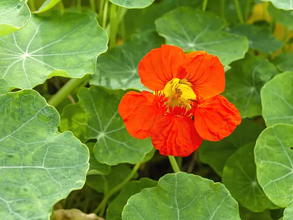 441037 - Grande capucine (Tropaeolum majus)