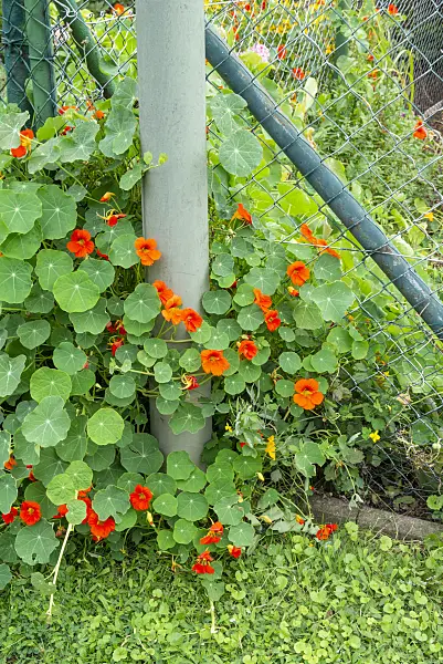625003 - Grande capucine (Tropaeolum majus)